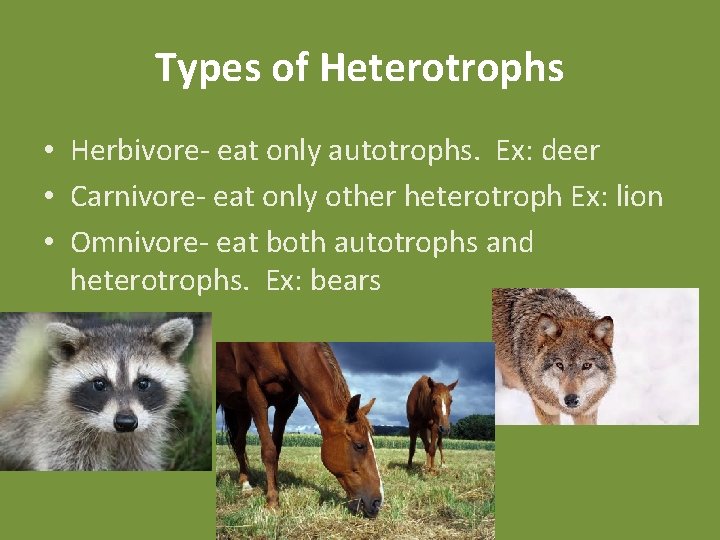 Types of Heterotrophs • Herbivore- eat only autotrophs. Ex: deer • Carnivore- eat only