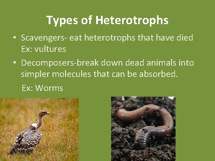 Types of Heterotrophs • Scavengers- eat heterotrophs that have died Ex: vultures • Decomposers-break