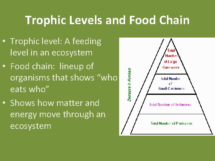 Trophic Levels and Food Chain • Trophic level: A feeding level in an ecosystem