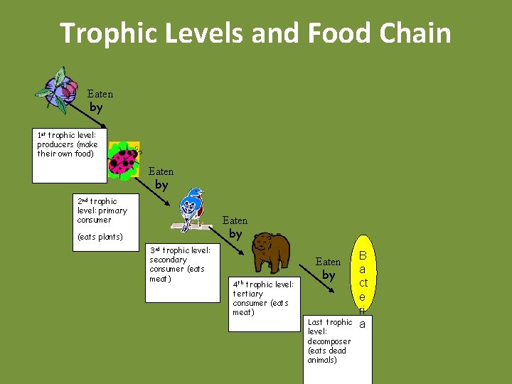 Trophic Levels and Food Chain Eaten by 1 st trophic level: producers (make their