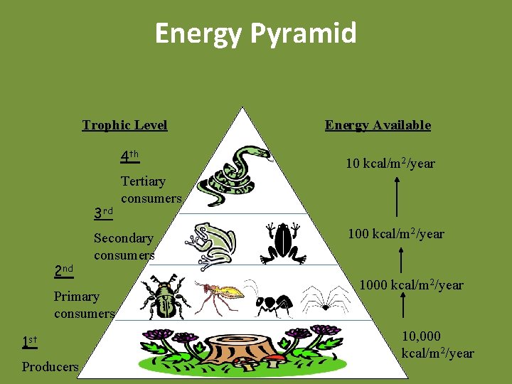 Energy Pyramid Trophic Level 4 th 3 rd 2 nd 1 st Producers 10