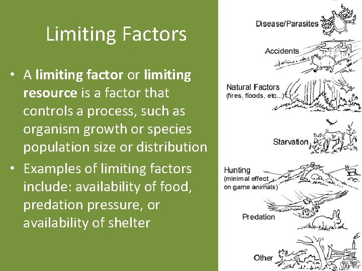 Limiting Factors • A limiting factor or limiting resource is a factor that controls