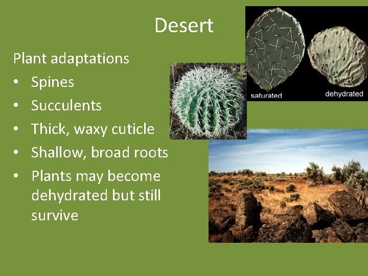 Desert Plant adaptations • Spines • Succulents • Thick, waxy cuticle • Shallow, broad