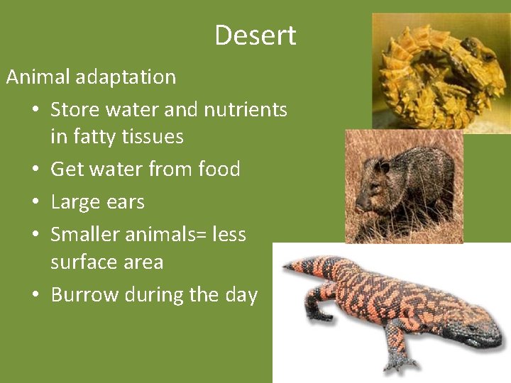 Desert Animal adaptation • Store water and nutrients in fatty tissues • Get water