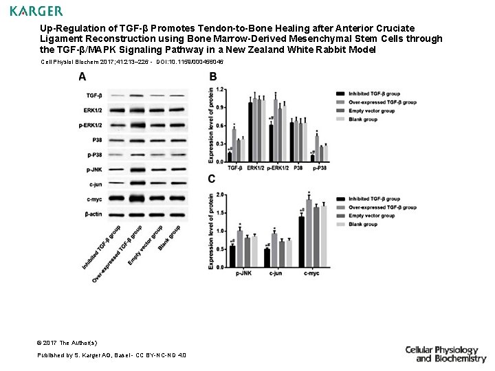 Up-Regulation of TGF-β Promotes Tendon-to-Bone Healing after Anterior Cruciate Ligament Reconstruction using Bone Marrow-Derived