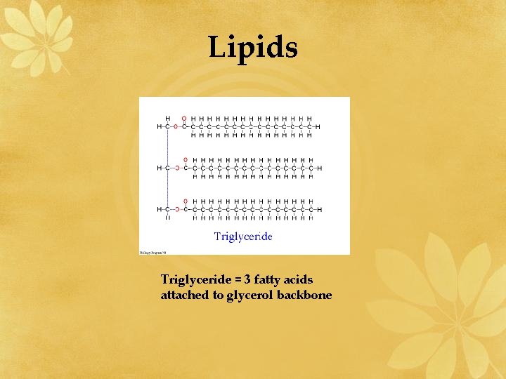 Lipids Triglyceride = 3 fatty acids attached to glycerol backbone 