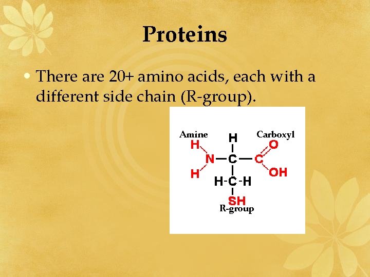 Proteins • There are 20+ amino acids, each with a different side chain (R-group).