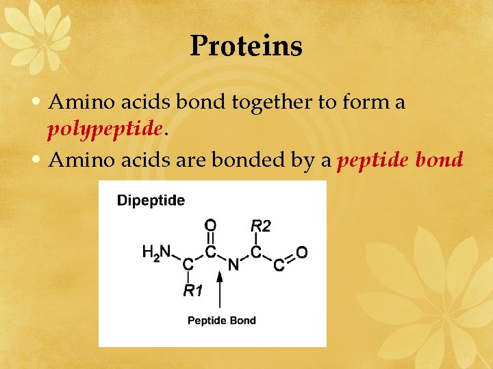 Proteins • Amino acids bond together to form a polypeptide. • Amino acids are