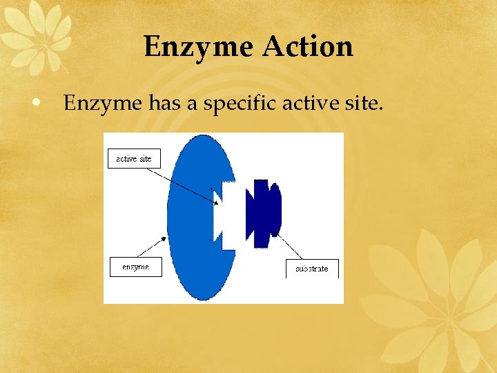 Enzyme Action • Enzyme has a specific active site. 