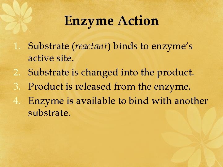 Enzyme Action 1. Substrate (reactant) binds to enzyme’s active site. 2. Substrate is changed