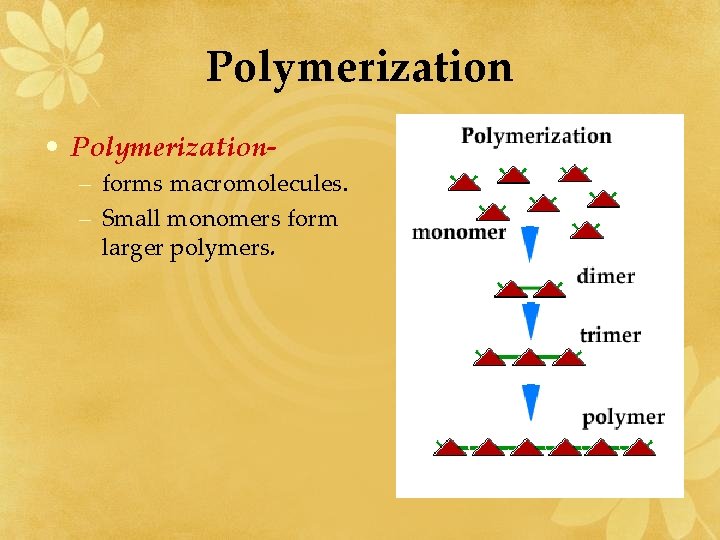 Polymerization • Polymerization– forms macromolecules. – Small monomers form larger polymers. 