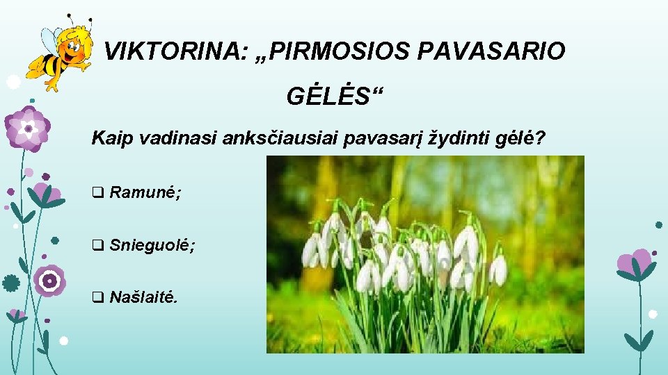 VIKTORINA: „PIRMOSIOS PAVASARIO GĖLĖS“ Kaip vadinasi anksčiausiai pavasarį žydinti gėlė? q Ramunė; q Snieguolė;