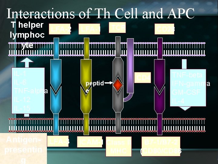 Interactions of Th Cell and APC T helper LFA-2 lymphoc yte IL-1 IL-6 TNF-alpha