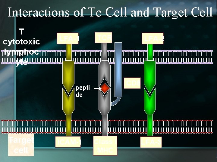 Interactions of Tc Cell and Target Cell T cytotoxic lymphoc yte LFA-1 TCR CD