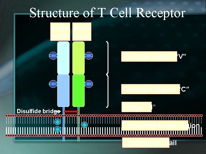 Structure of T Cell Receptor Alpha Beta chain CHO CHO Constant region “C” Hinge