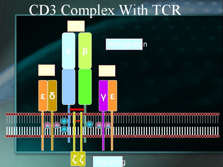 CD 3 Complex With TCR α β Recognition CD 3 εδ γε - -