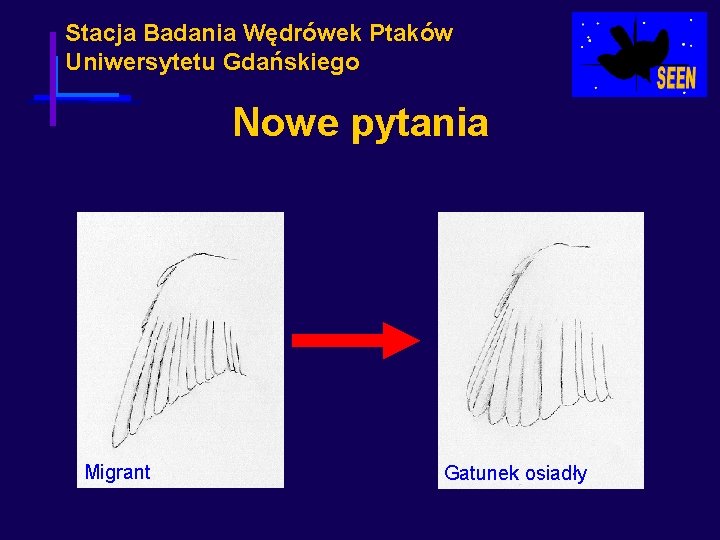 Stacja Badania Wędrówek Ptaków Uniwersytetu Gdańskiego Nowe pytania Migrant Gatunek osiadły 