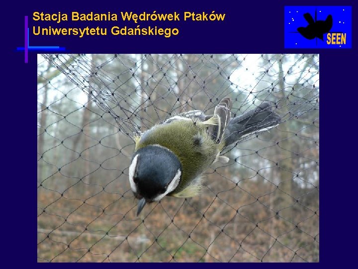 Stacja Badania Wędrówek Ptaków Uniwersytetu Gdańskiego 