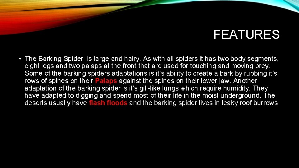 FEATURES • The Barking Spider is large and hairy. As with all spiders it
