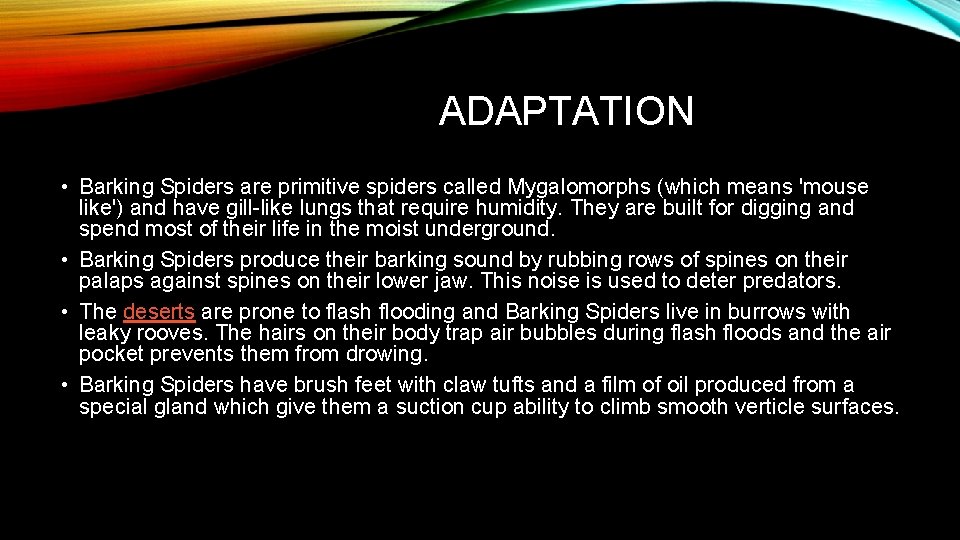 ADAPTATION • Barking Spiders are primitive spiders called Mygalomorphs (which means 'mouse like') and