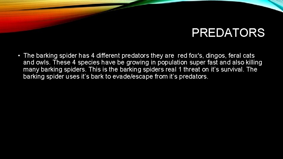 PREDATORS • The barking spider has 4 different predators they are red fox's, dingos,