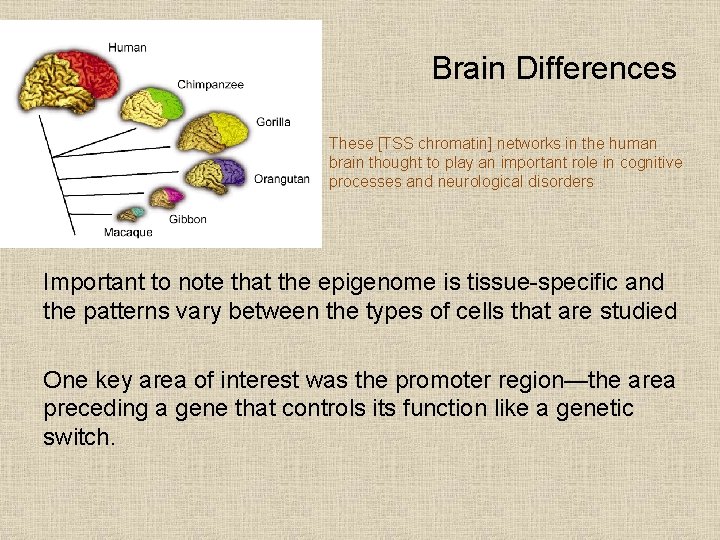 Brain Differences These [TSS chromatin] networks in the human brain thought to play an