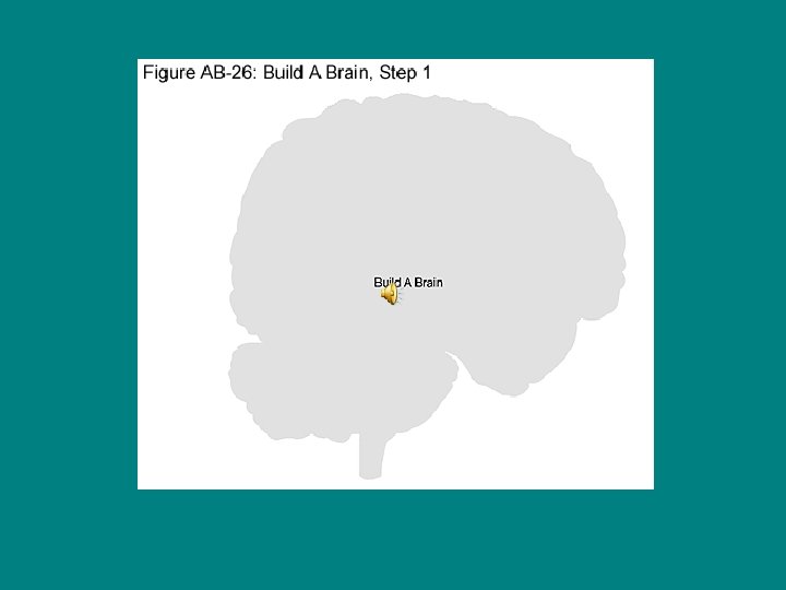 This Presentation Will Help You Understand The Brain