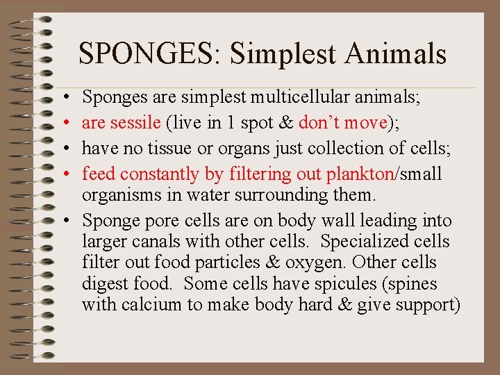 SPONGES: Simplest Animals • • Sponges are simplest multicellular animals; are sessile (live in