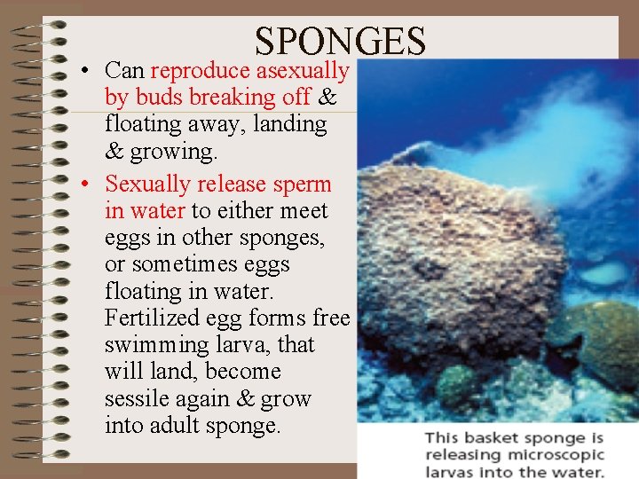 SPONGES • Can reproduce asexually by buds breaking off & floating away, landing &