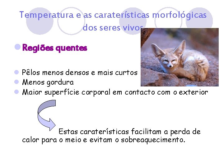 Temperatura e as caraterísticas morfológicas dos seres vivos l Regiões quentes l Pêlos menos