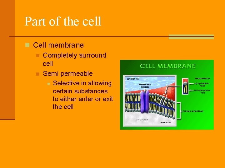 Part of the cell Cell membrane Completely surround cell Semi permeable Selective in allowing