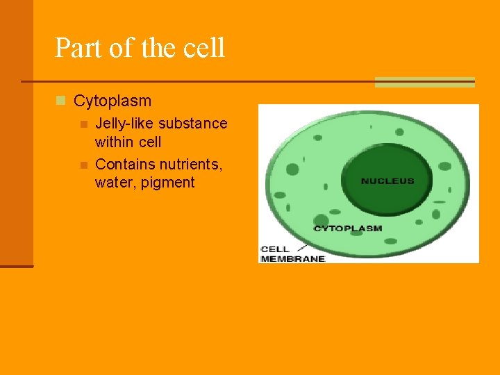 Part of the cell Cytoplasm Jelly-like substance within cell Contains nutrients, water, pigment 