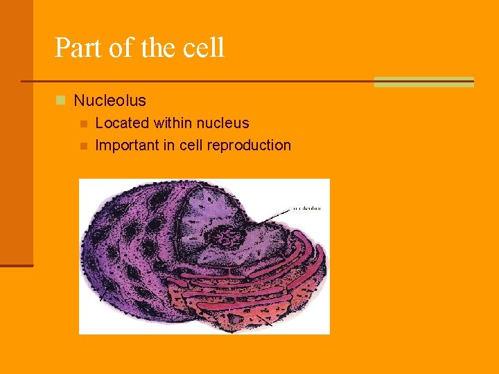 Part of the cell Nucleolus Located within nucleus Important in cell reproduction 