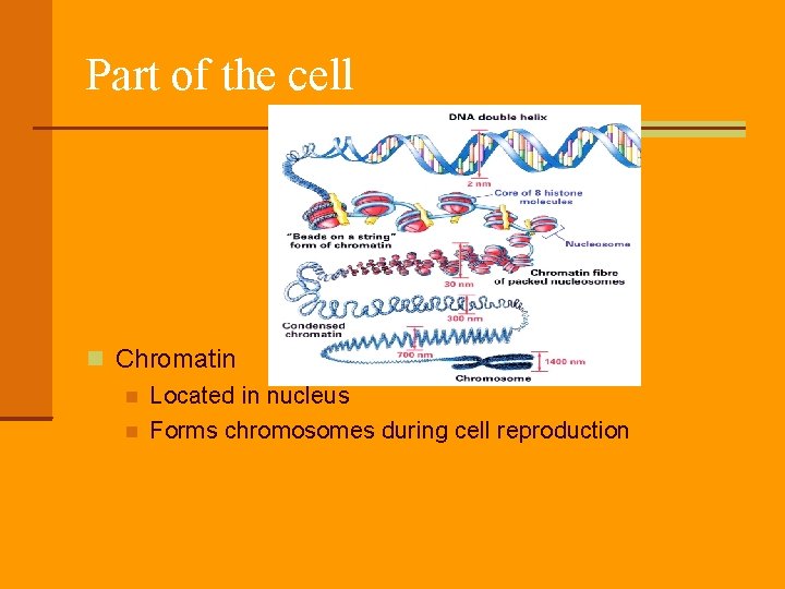 Part of the cell Chromatin Located in nucleus Forms chromosomes during cell reproduction 