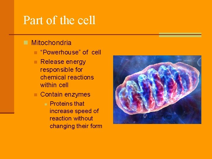 Part of the cell Mitochondria “Powerhouse” of cell Release energy responsible for chemical reactions