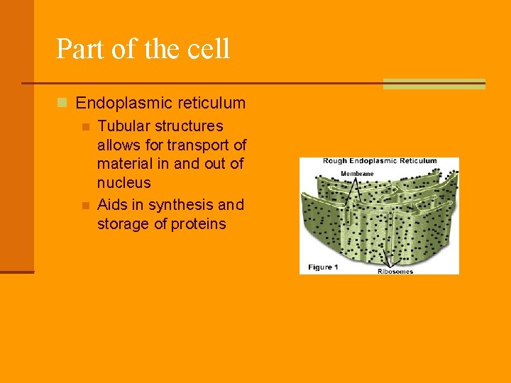 Part of the cell Endoplasmic reticulum Tubular structures allows for transport of material in