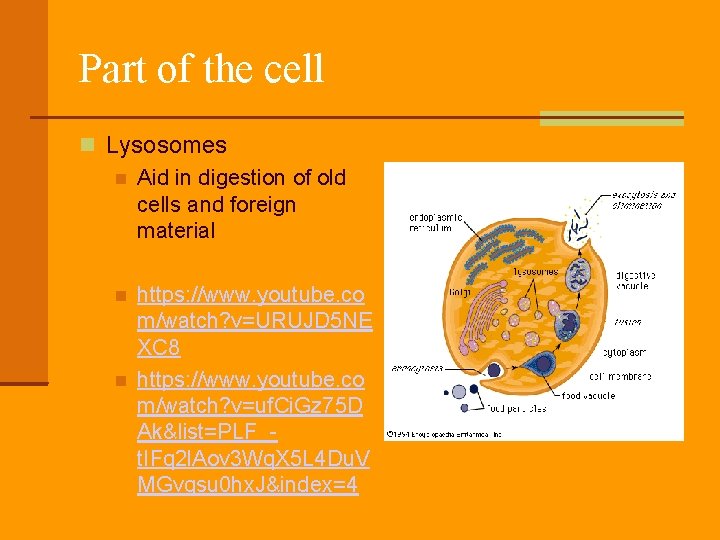 Part of the cell Lysosomes Aid in digestion of old cells and foreign material