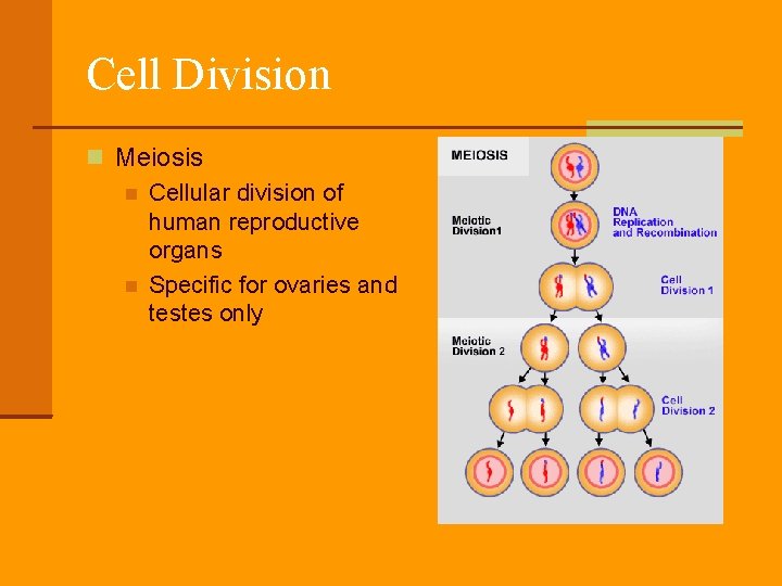 Cell Division Meiosis Cellular division of human reproductive organs Specific for ovaries and testes