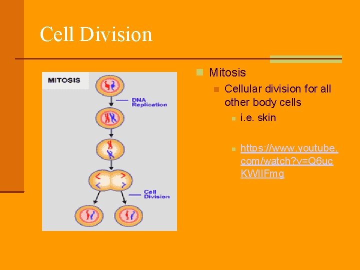 Cell Division Mitosis Cellular division for all other body cells i. e. skin https: