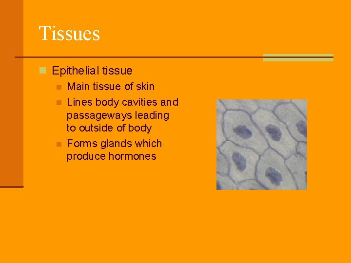 Tissues Epithelial tissue Main tissue of skin Lines body cavities and passageways leading to