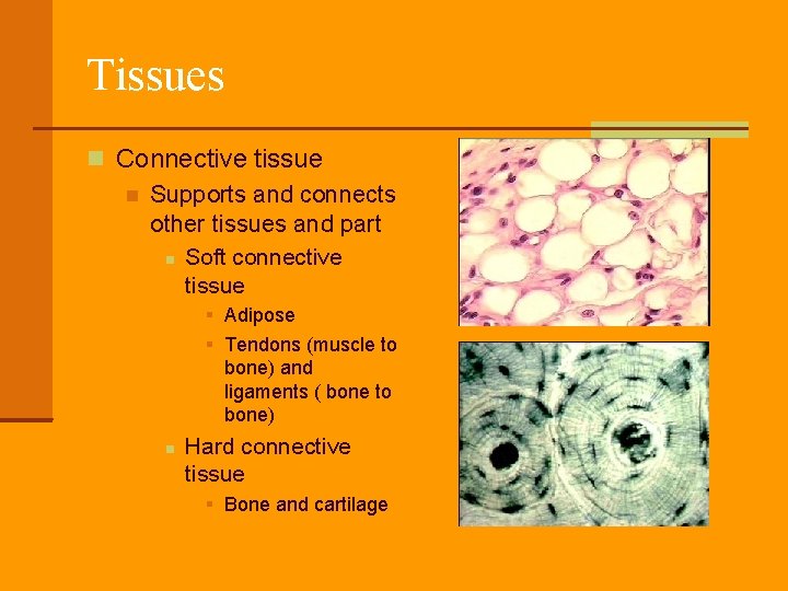 Tissues Connective tissue Supports and connects other tissues and part Soft connective tissue Adipose