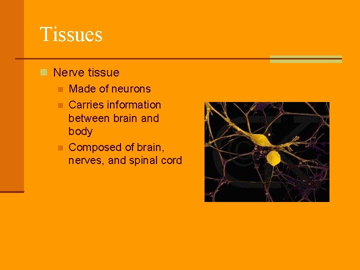 Tissues Nerve tissue Made of neurons Carries information between brain and body Composed of