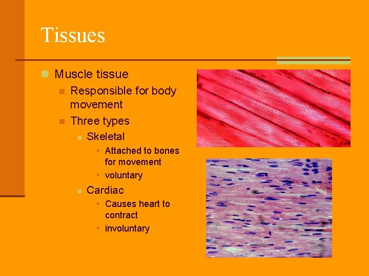 Tissues Muscle tissue Responsible for body movement Three types Skeletal Attached to bones for