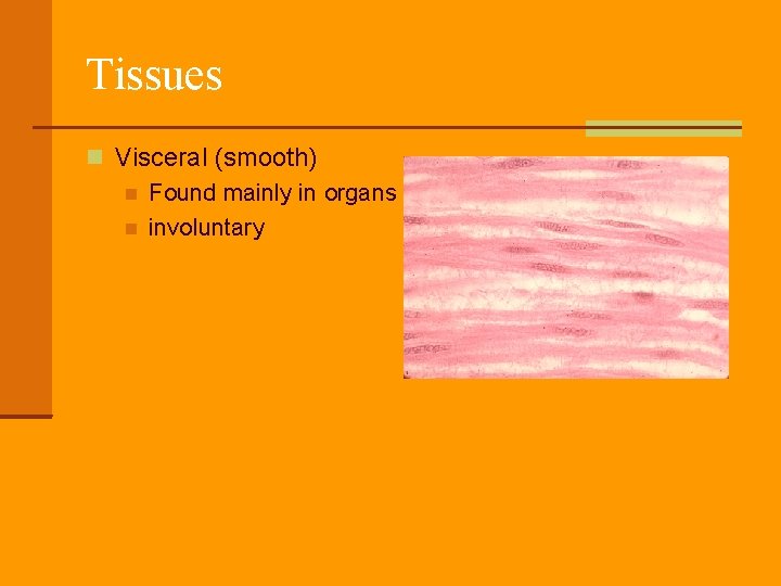 Tissues Visceral (smooth) Found mainly in organs involuntary 