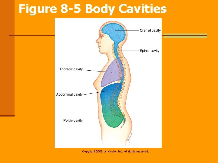 Figure 8 -5 Body Cavities Copyright 2003 by Mosby, Inc. All rights reserved. 