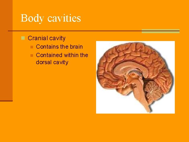 Body cavities Cranial cavity Contains the brain Contained within the dorsal cavity 