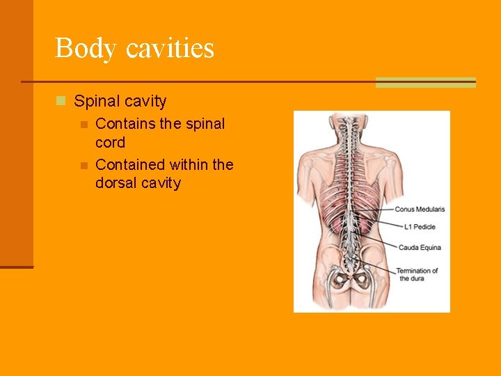 Body cavities Spinal cavity Contains the spinal cord Contained within the dorsal cavity 