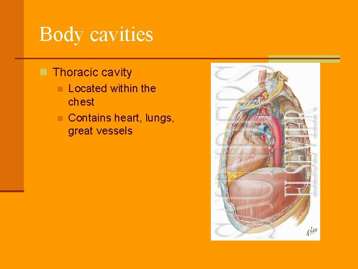 Body cavities Thoracic cavity Located within the chest Contains heart, lungs, great vessels 