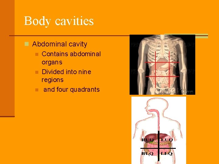 Body cavities Abdominal cavity Contains abdominal organs Divided into nine regions and four quadrants