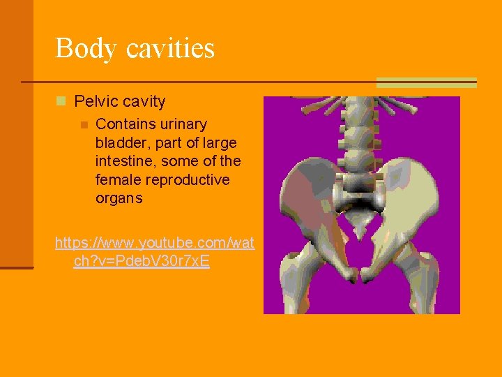 Body cavities Pelvic cavity Contains urinary bladder, part of large intestine, some of the
